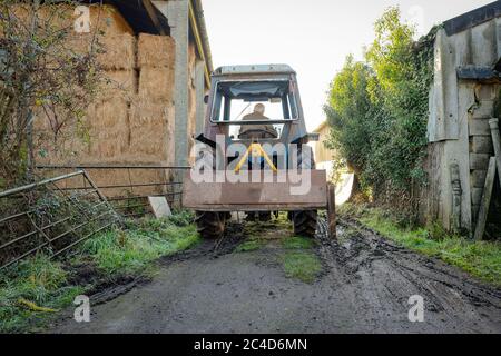 Tracteur agricole vu progresser entre une grange de paille et la construction de l'extérieur, sur la voie de la lisier dans une ferme laitière. Banque D'Images