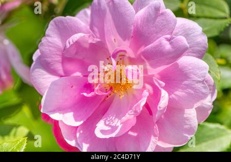 Rose rose, Rosa Cariad Auspanier, RHS Gardens, Wisley, Royaume-Uni Banque D'Images