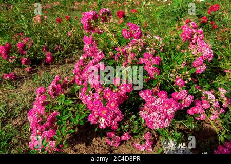 parterre à fleurs avec rose vaporisée et boutons roses par une belle journée d'été. Banque D'Images