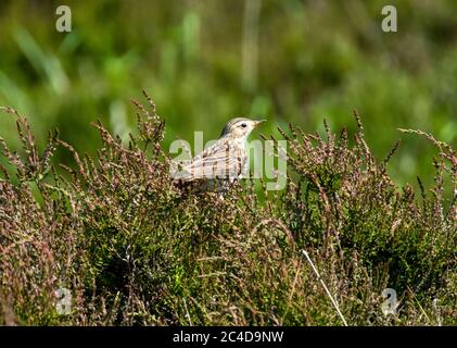 Pré Pipit ( Anthem pratensis) perchée en bruyère sur des landes ouvertes, Écosse. Banque D'Images