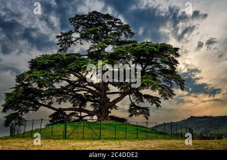 Cèdre séculier du Liban à la Morra, Italie, le 20 octobre 2016. L'arbre a été planté en 1856 et est maintenant le sym Banque D'Images