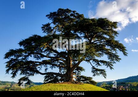 Cèdre séculier du Liban à la Morra, Italie, le 1er mai 2017. L'arbre a été planté en 1856 et est maintenant le symbole de la Banque D'Images