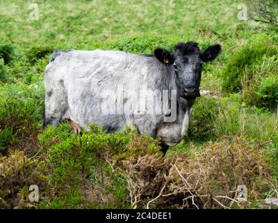 Roan Shorthorn vache sur une lande de pâturage rugueuse, Dartmoor, Devon, Royaume-Uni Banque D'Images