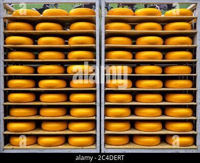 Gros plan de deux grands casiers remplis de fromage Gouda hollandais entier et rond Banque D'Images