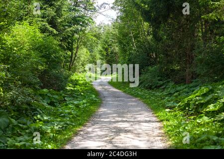 Chemin de la forêt magnifique Banque D'Images