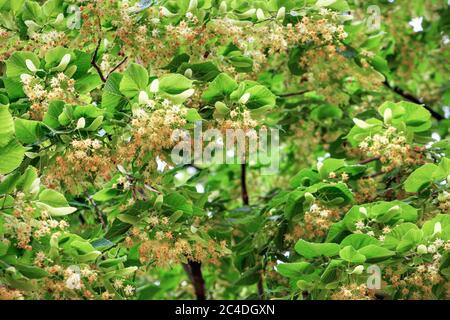 Les branches du tilleul sont densément parsemées de fleurs et de feuilles fraîches parfumée à l'orange et au jaune. Mise au point sélective Banque D'Images