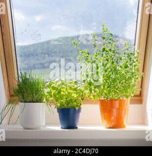 herbes poussant dans des pots sur le seuil de fenêtre Banque D'Images