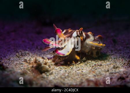 Fleiche flamboyante ( Metasepia pfefferi). Photographie sous-marine macro d'Aniiloo, Philippines Banque D'Images