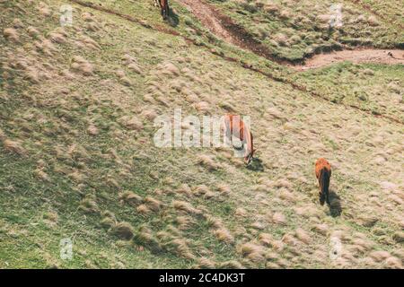 Chevaux paître sur le versant de la montagne verte au printemps dans les montagnes de Géorgie Banque D'Images