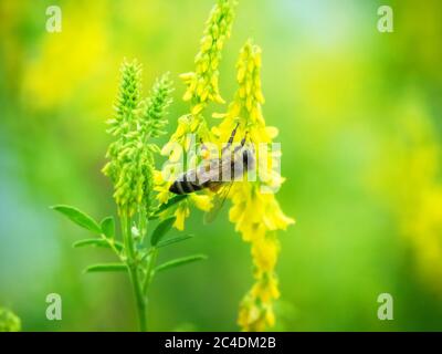 L'abeille Hony vole autour des fleurs de Vicia (Vicia sp.) et recueille le nectar. Caucase. Banque D'Images