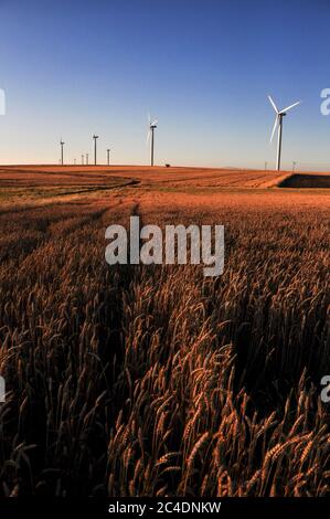 Çanakkale, Turquie - 23 juin 2009 : éoliennes sur la zone de plantation de blé Banque D'Images