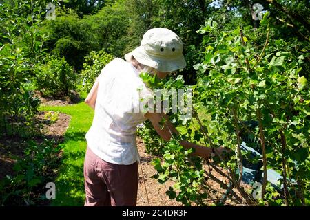 Vue arrière d'une femme portant un chapeau de soleil cueillant des jostaberries dans des fruits sur un BlackBerry de groseberry crossing jostaberry bush dans le jardin d'été UK KATHY DEWITT Banque D'Images