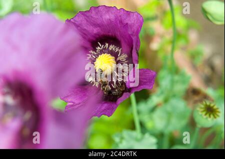 Les abeilles dans les fleurs de coquelicot Banque D'Images