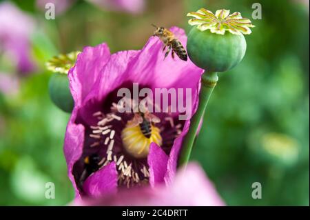 Les abeilles dans les fleurs de coquelicot Banque D'Images