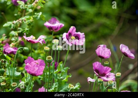 Les abeilles dans les fleurs de coquelicot Banque D'Images