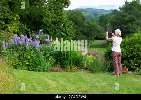 Une femme plus âgée prenant des photos du jardin de juin avec des delphiniums bleus avec une tablette numérique ipad à Carmarthenshire pays de Galles Royaume-Uni KATHY DEWITT Banque D'Images