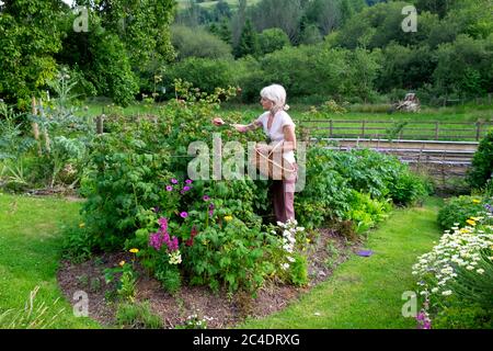 Femme avec panier debout dans le jardin de campagne cueillant des framboises avec vue sur le paysage de campagne en juin 2020 Carmarthenshire pays de Galles UK KATHY DEWITT Banque D'Images