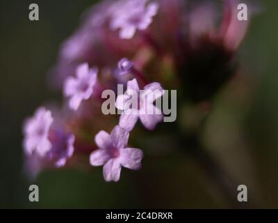 Verbena bonariensis / Purpetop Verbain ferme Banque D'Images