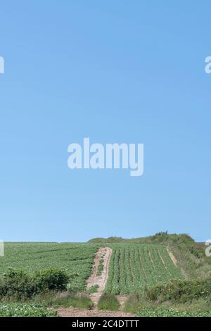 Bord d'une culture de pommes de terre / bord de champ de pommes de terre au Royaume-Uni. Pour les producteurs de pommes de terre du Royaume-Uni, la culture de pommes de terre au Royaume-Uni, l'approvisionnement alimentaire du Royaume-Uni, les cultures alimentaires au Royaume-Uni, les plants de pommes de terre Banque D'Images