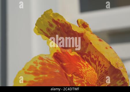 Pétales de Canna Lily Banque D'Images
