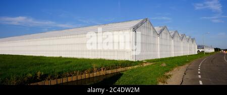 La façade extérieure en verre de serre blanchi à la chaux de la serre commerciale à côté de la route. Pays-Bas Banque D'Images