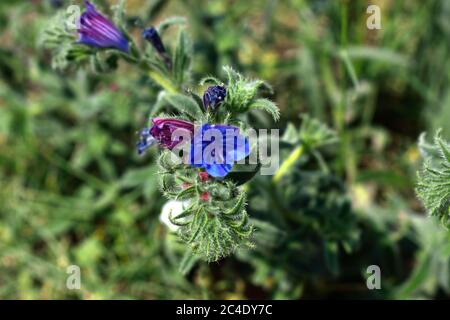 Echium plantagineum communément appelé Violet Viper's-Bugloss Banque D'Images