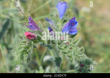 Echium plantagineum communément appelé Violet Viper's-Bugloss Banque D'Images