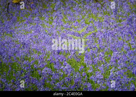 Un tapis de Blue Bells dans Woodland Gardens Carmarthenshire pays de Galles Banque D'Images