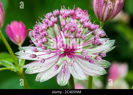 Astrantia Major 'Rubra' plante herbacée vivace rose rouge communément connue sous le nom de grand mastermoort noir Banque D'Images