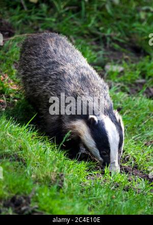 Badger qui est un animal sauvage noir et blanc qui se nourrit