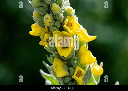 Un gros plan de la tige de floraison d'un mulléine (Verbascum) Banque D'Images