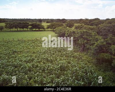 Champs verts réels dans la ferme naturelle aérienne au-dessus de la vue Banque D'Images