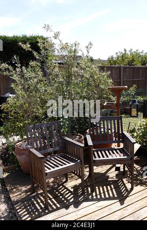 OLEA EUROPAEA. DES OLIVIERS CULTIVÉS EN POT SUR UNE TERRASSE D'ÉTÉ Banque D'Images