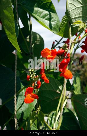 ÉCARLATE DE HARICOT EMPEREUR Banque D'Images