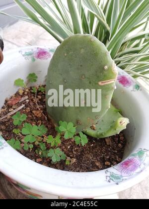 Gros plan d'un cactus dans un pot avec certains se place à côté de l'appareil en plein jour Banque D'Images