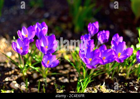 Fleurs violettes dans le jardin au printemps en Transylvanie. Banque D'Images