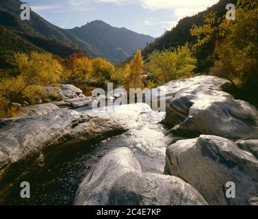 Montagnes Santa Catalina Coronado NF AZ/NOV automne or saule Noyer et Sycamore arbres entourent Anderson Dam sur Sabino Creek dans Sabino Canyon. Banque D'Images