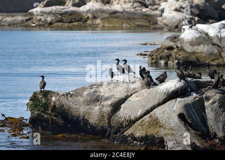 Cormorans du Cap ou scories du Cap (Phalacrocorax capensis) dans la baie de Luderitz au lever du soleil Banque D'Images