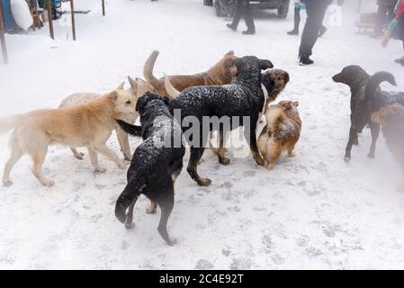 Un grand nombre de chiens errants sont sur la foire en hiver Banque D'Images