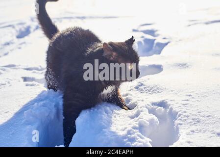 Chat gris à tabby amusant avec des yeux jaunes marchant sur la neige profonde, à l'extérieur Banque D'Images