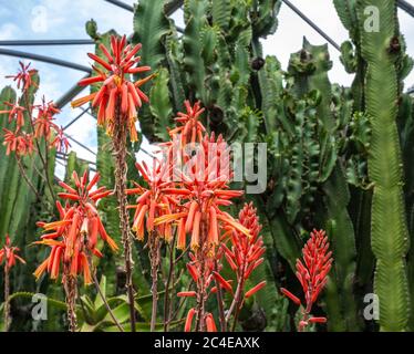 Aloès arborescens poussant dans un jardin de cactus dans le Tyrol du Sud, Italie Banque D'Images