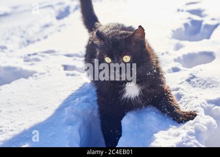 Chat gris à tabby amusant avec des yeux jaunes marchant sur la neige profonde, à l'extérieur Banque D'Images