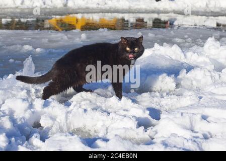 Chat gris à tabby amusant avec des yeux jaunes marchant sur la neige profonde, à l'extérieur Banque D'Images