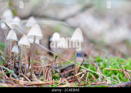 Petits champignons blancs en pleine forêt Banque D'Images