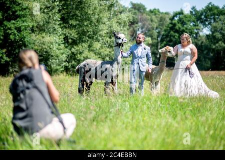Langenhagen, Allemagne. 26 juin 2020. Le photographe de mariage Kerstin Wendt prend des photos de Sina et Marcel Reichardt, couple de mariage de Wedemark, debout dans un pâturage avec les alpacas Kiowa (l) et Nacho. Le couple a réservé un événement de mariage dans une ferme de clous alpaga et célèbre leur cérémonie de mariage civil avec les animaux. Credit: Hauke-Christian Dittrich/dpa/Alay Live News Banque D'Images