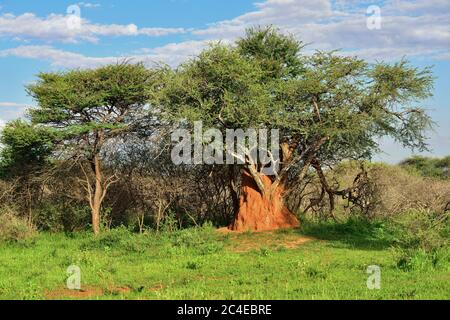 La grande termite orange construit autour de la racine de l'arbre à la lumière du coucher du soleil, Afrique, Namibie Banque D'Images