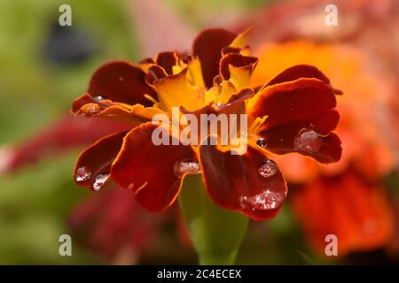 Gros plan de la fleur Marigold avec gouttes de pluie sur les pétales Banque D'Images