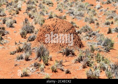 Énorme termite rouge au lever du soleil dans le désert de Kalahari en Afrique, Namibie Banque D'Images