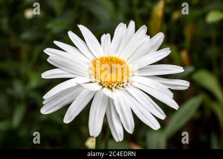 Leucanthemum x superbum 'Wirral Supreme' plante à fleurs d'été de printemps communément connue sous le nom de Shasta Daisy Banque D'Images