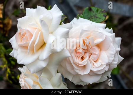 Rose Penny Lane 'Hardwell' une plante à double fleur rose Banque D'Images